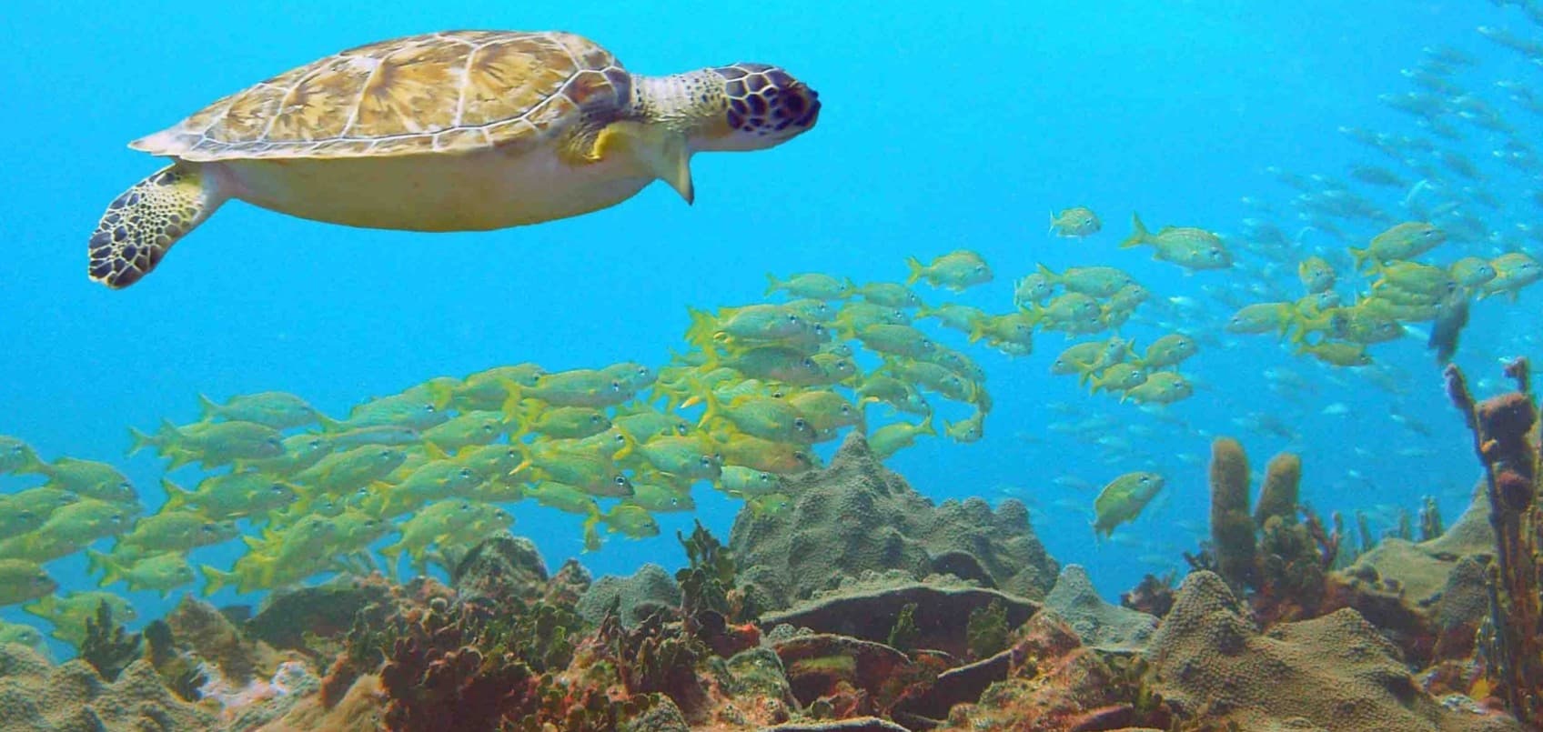 Scuba Diving in Grenada: Why Scuba West Indies Is the Best Dive Centre on the Island