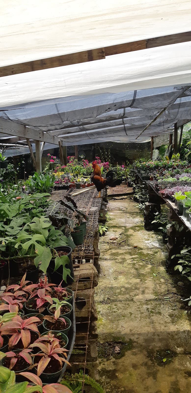 St. Rose Nursery