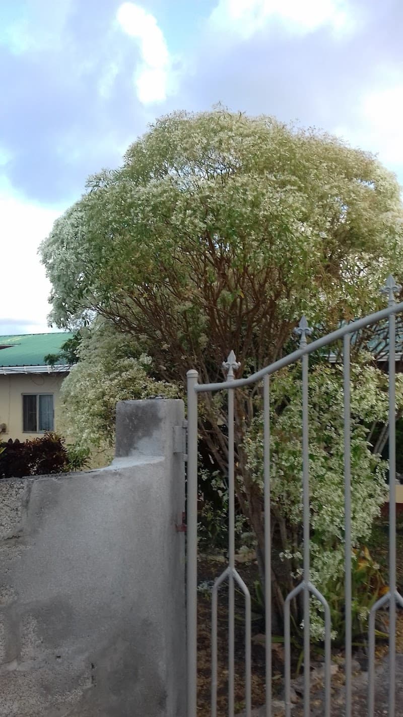 Carriacou and Petite Martinique