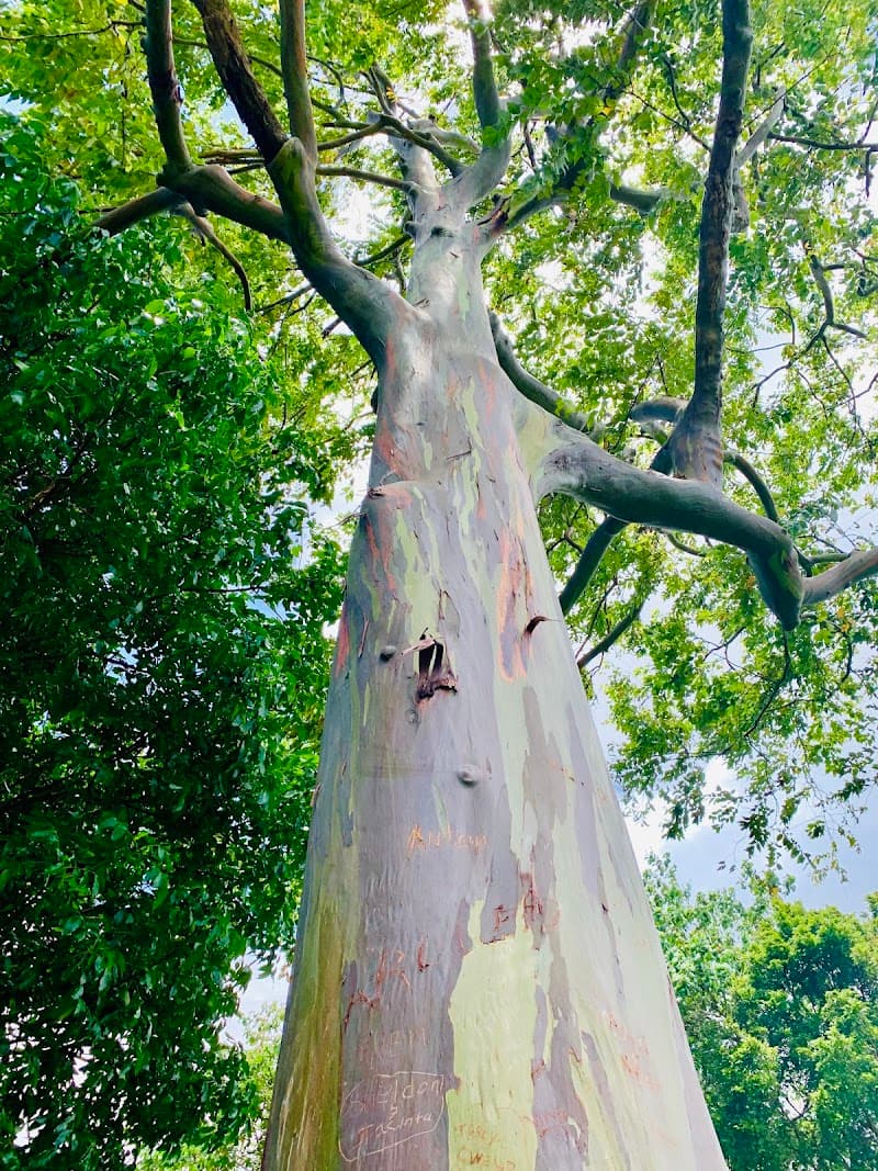Rainbow Tree