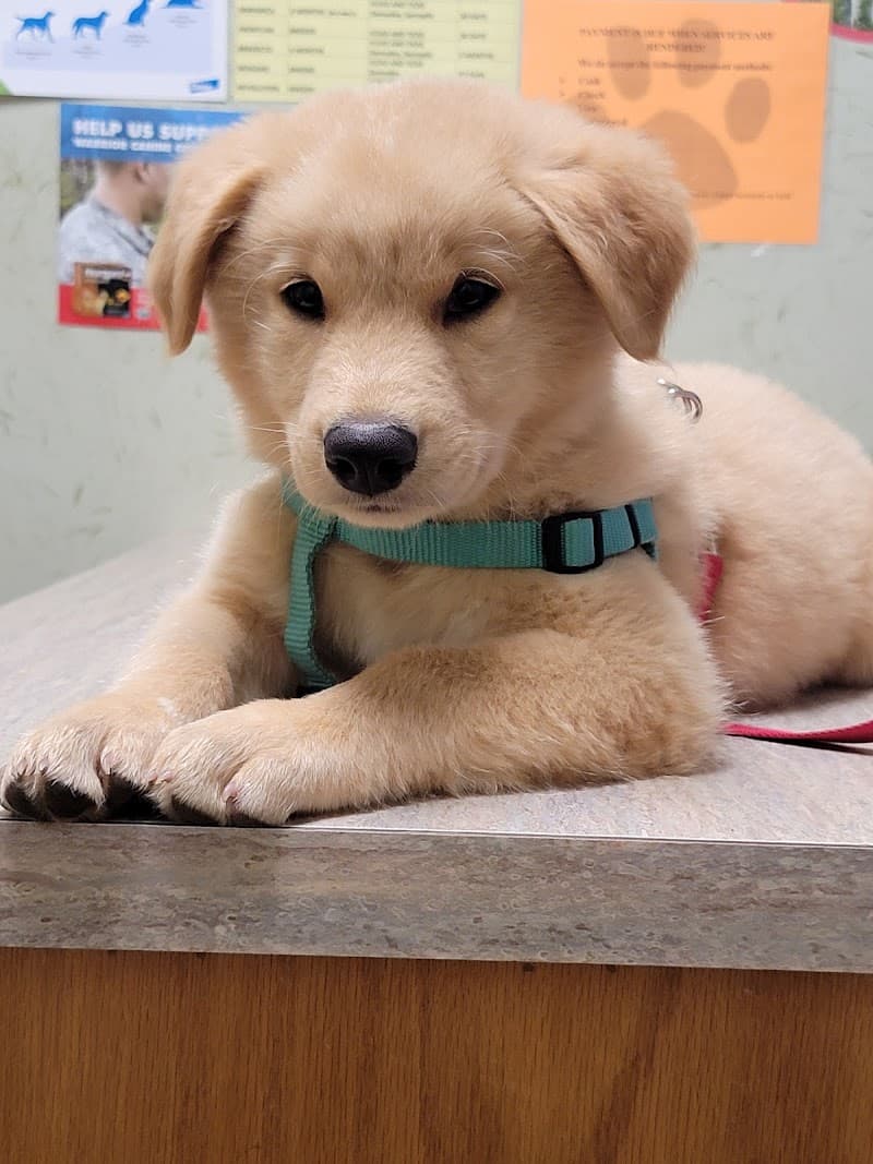 Veterinary Associates