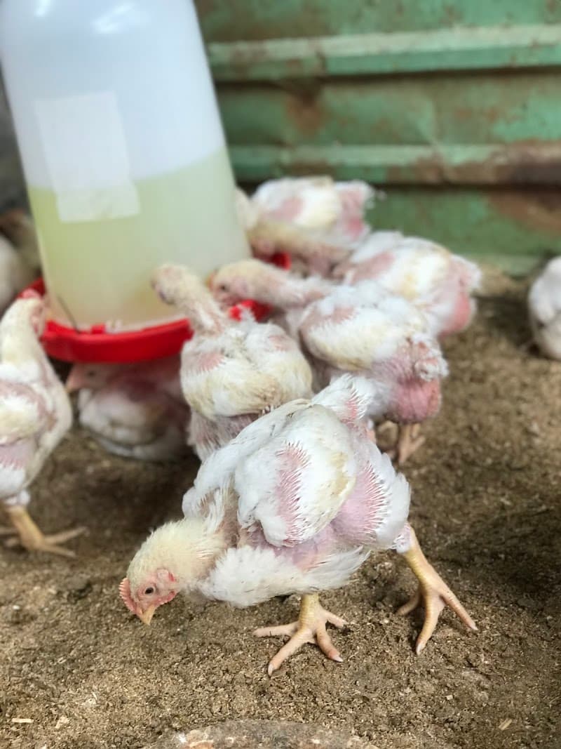 Country Farm Limited
