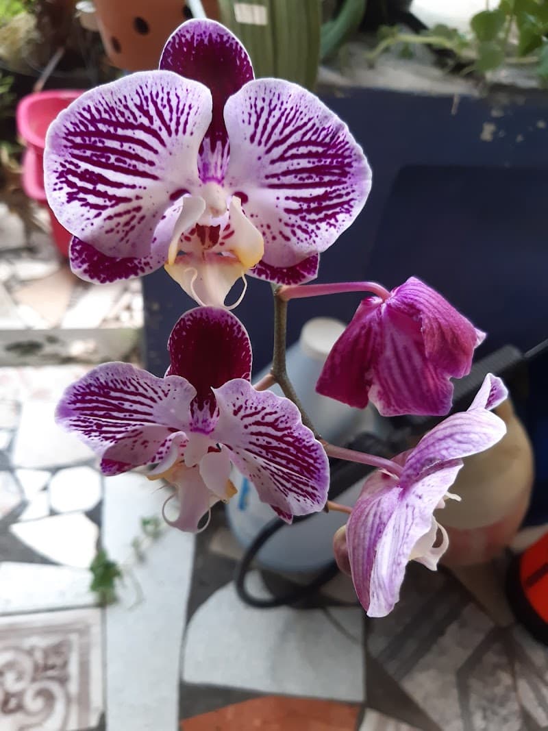 floral fantasy
